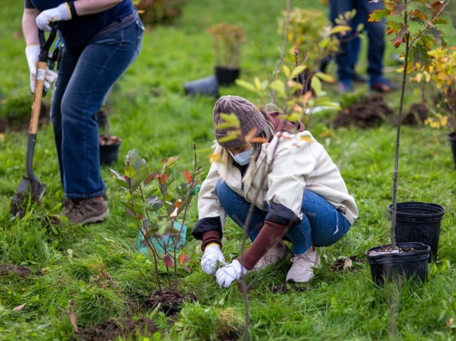 A Mission Zero volunteer crouched down near the ground planting a tree