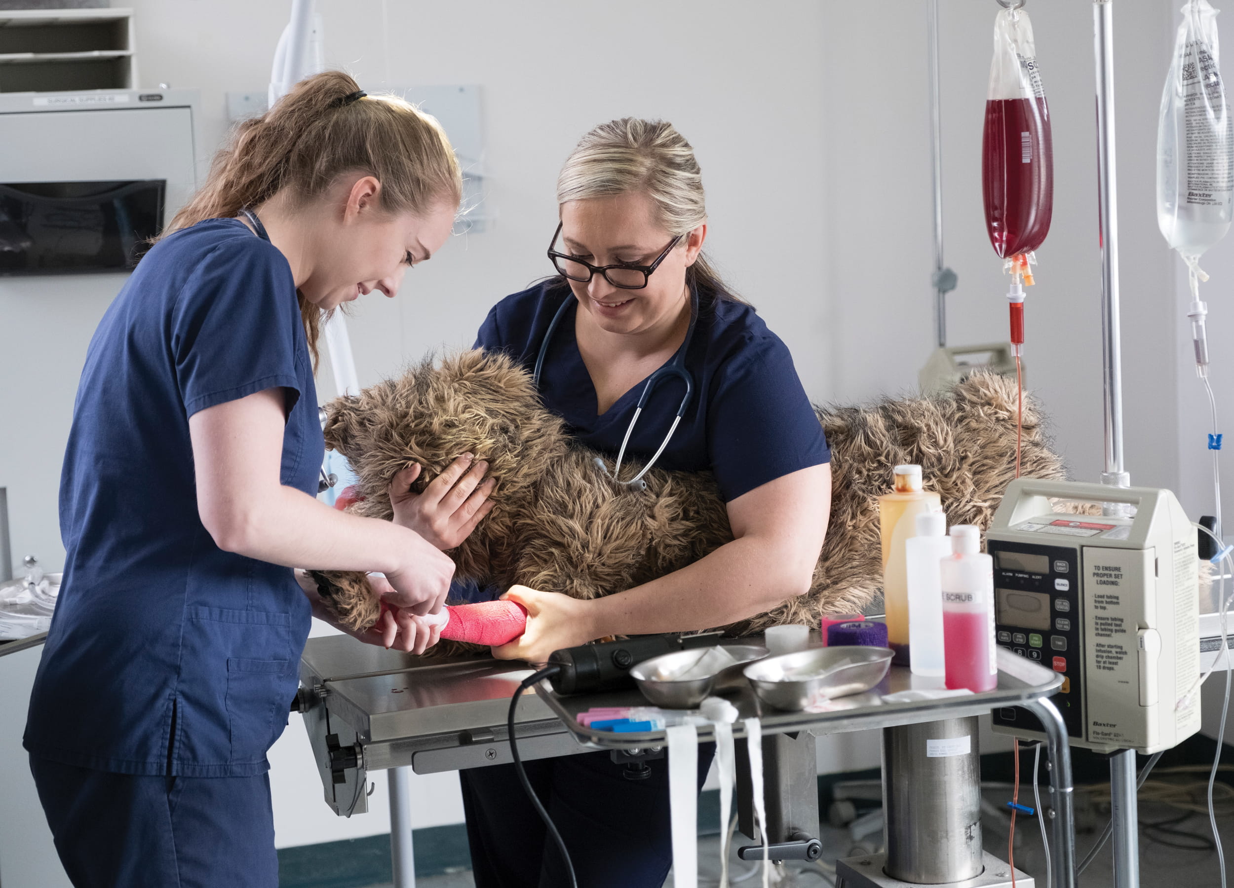 Veterinary technicians examining a dog